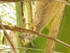 squirrel - tropical nature