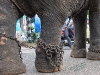 India; Kerala; Indu parade; elefanti; elephant; animal abuse